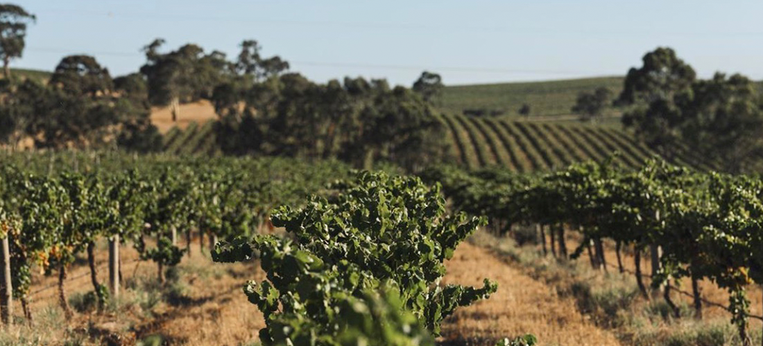 Hentley Farm vineyard